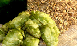 Suspendisse arcu nisl